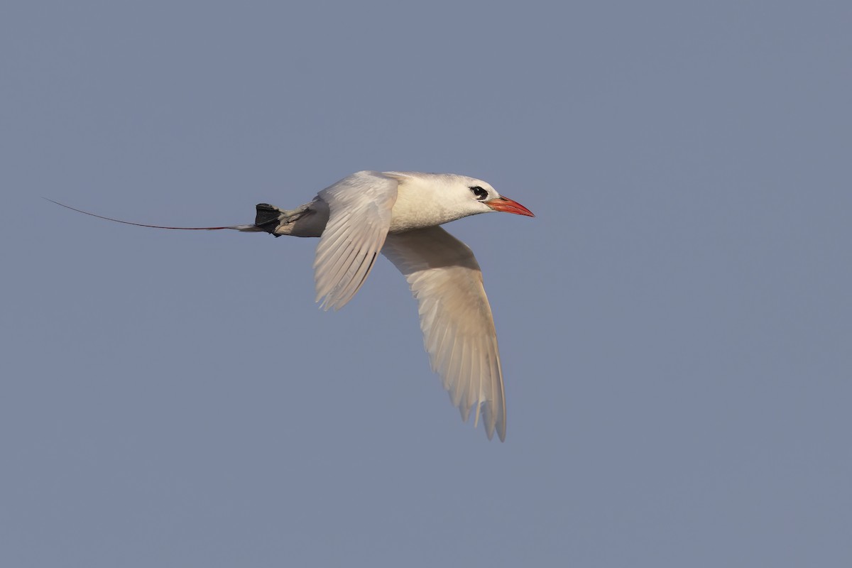 Red-tailed Tropicbird - Marco Valentini