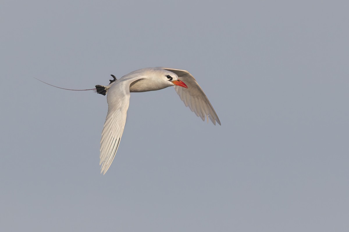 Red-tailed Tropicbird - ML617847777