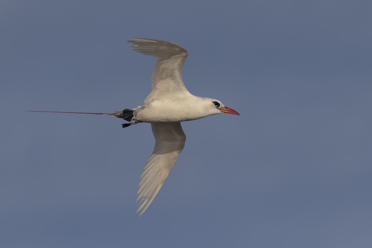 Red-tailed Tropicbird - ML617847778