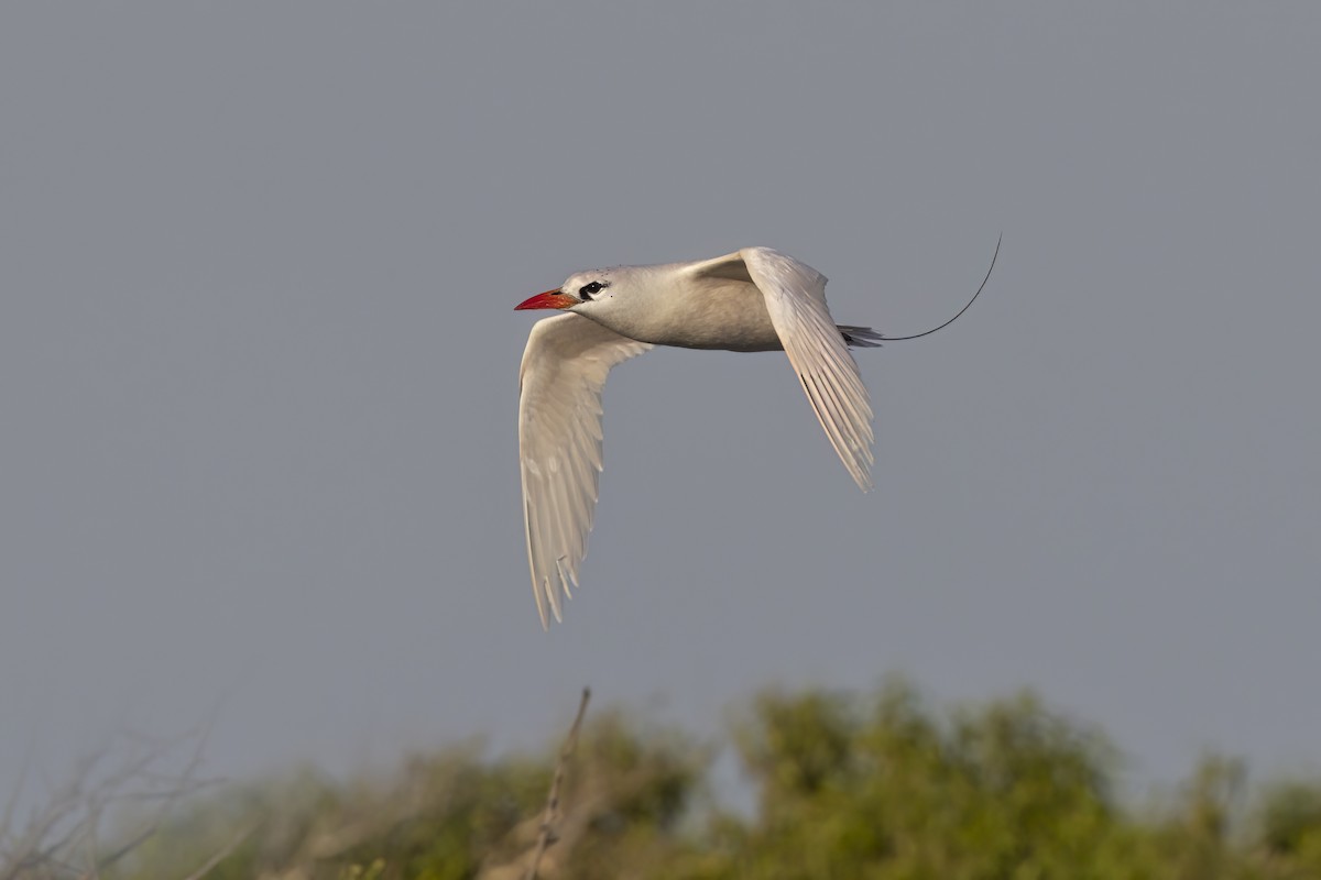 Red-tailed Tropicbird - ML617847779