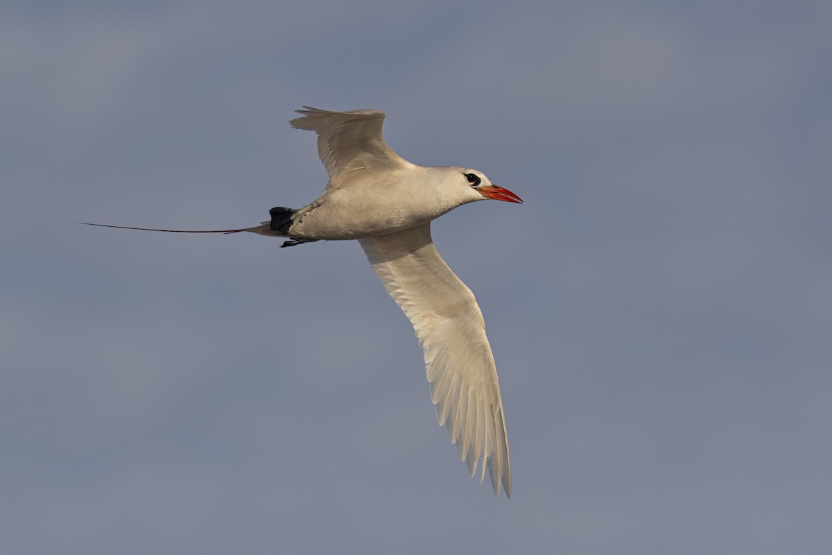 Red-tailed Tropicbird - ML617847780