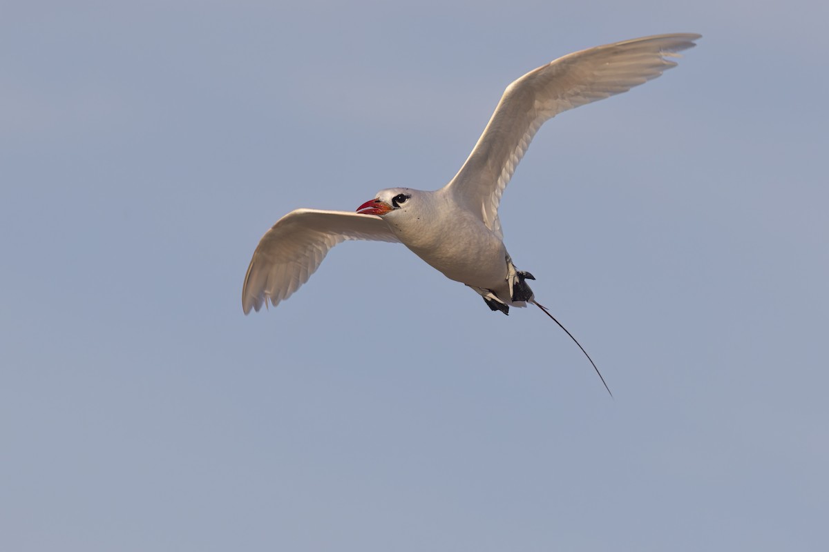 Red-tailed Tropicbird - ML617847781