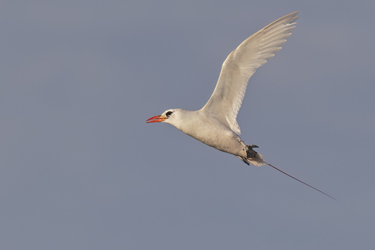 Red-tailed Tropicbird - ML617847782