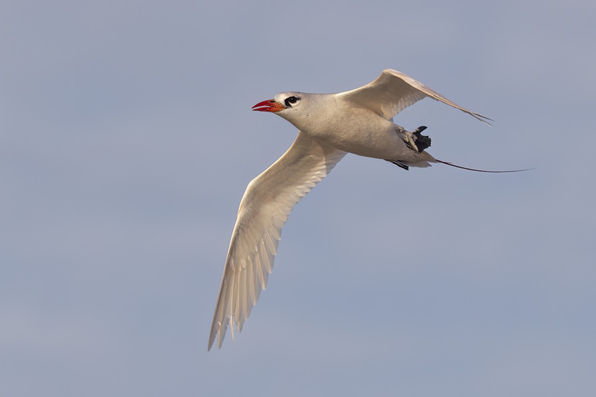 Red-tailed Tropicbird - ML617847783