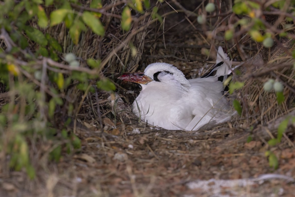 Red-tailed Tropicbird - ML617847784
