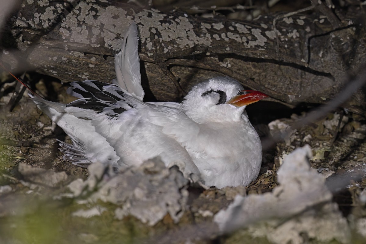 Red-tailed Tropicbird - ML617847785