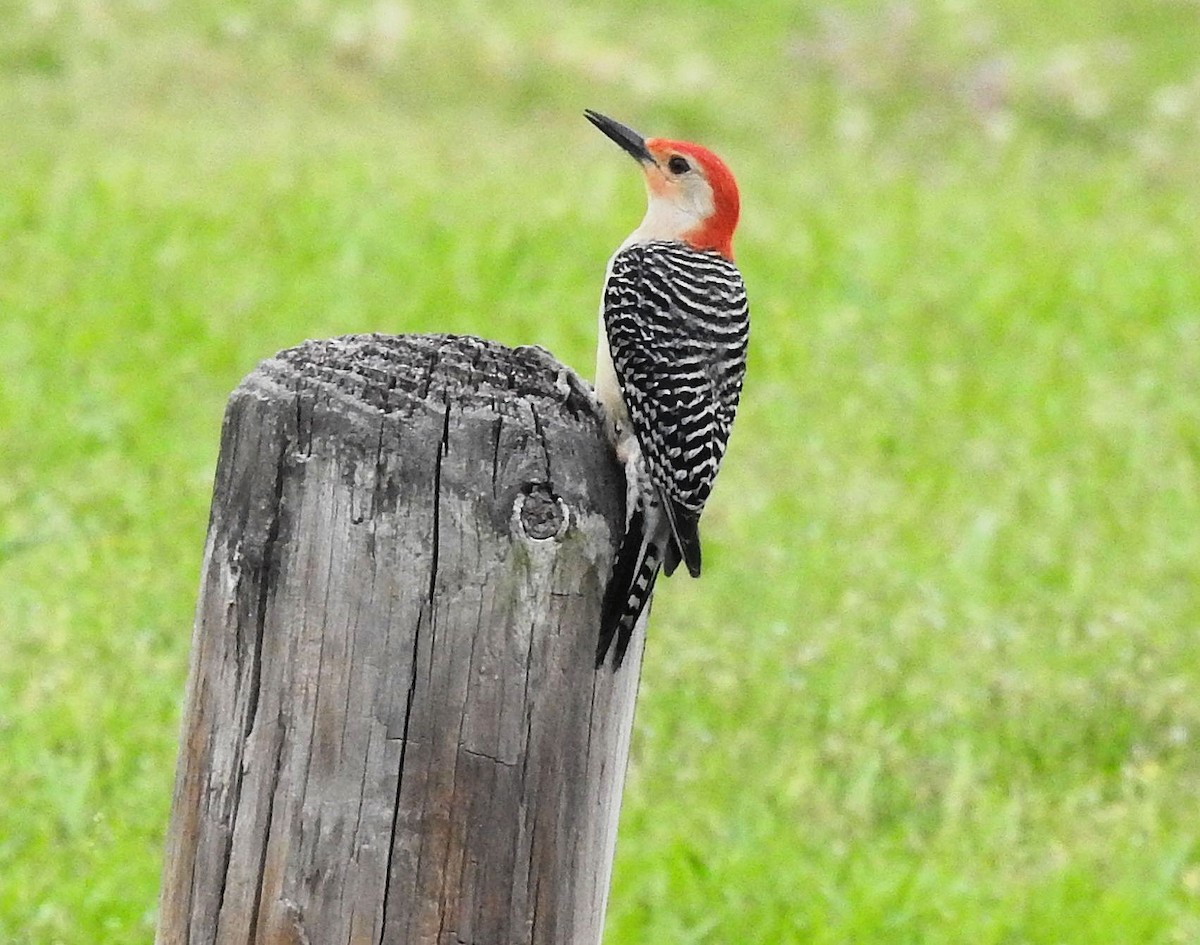 Red-bellied Woodpecker - Gary Hunter