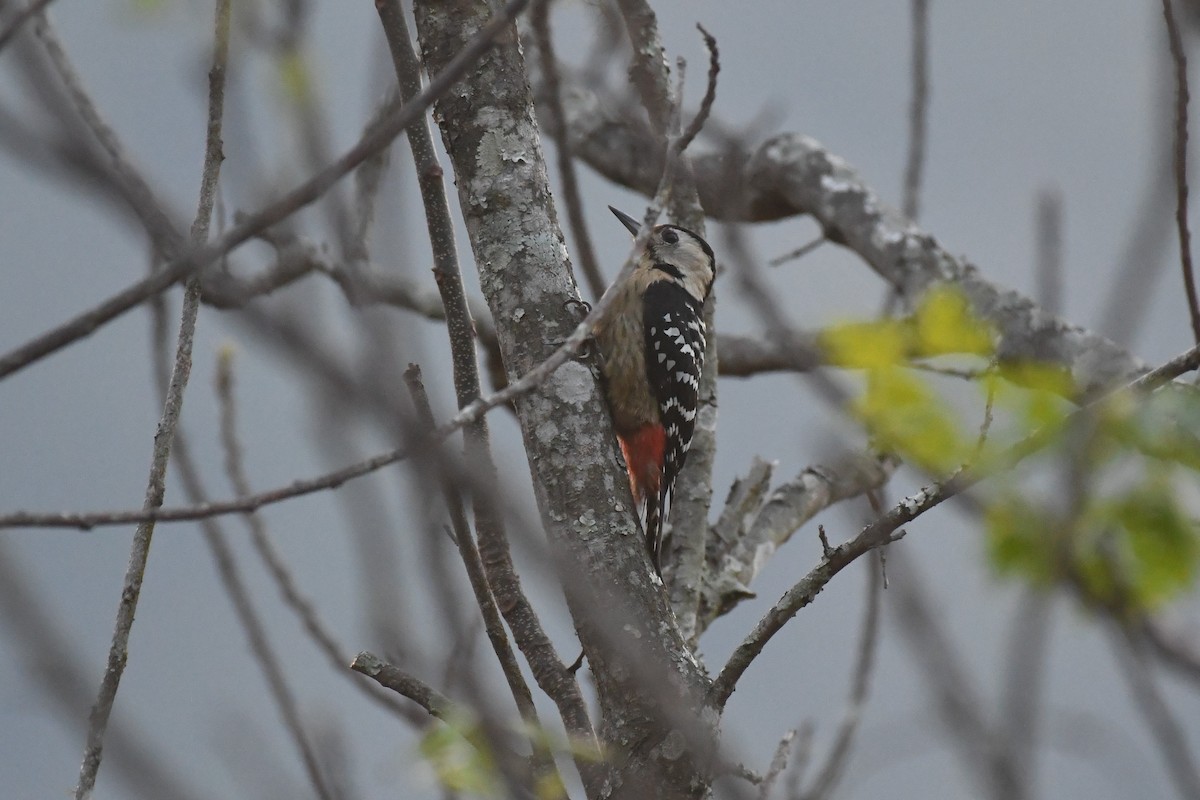 Fulvous-breasted Woodpecker - ML617847810