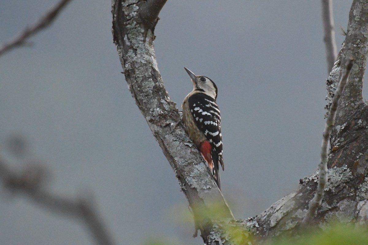 Fulvous-breasted Woodpecker - ML617847811