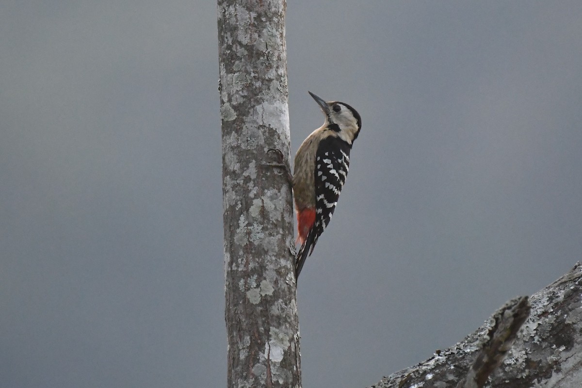 Fulvous-breasted Woodpecker - ML617847812