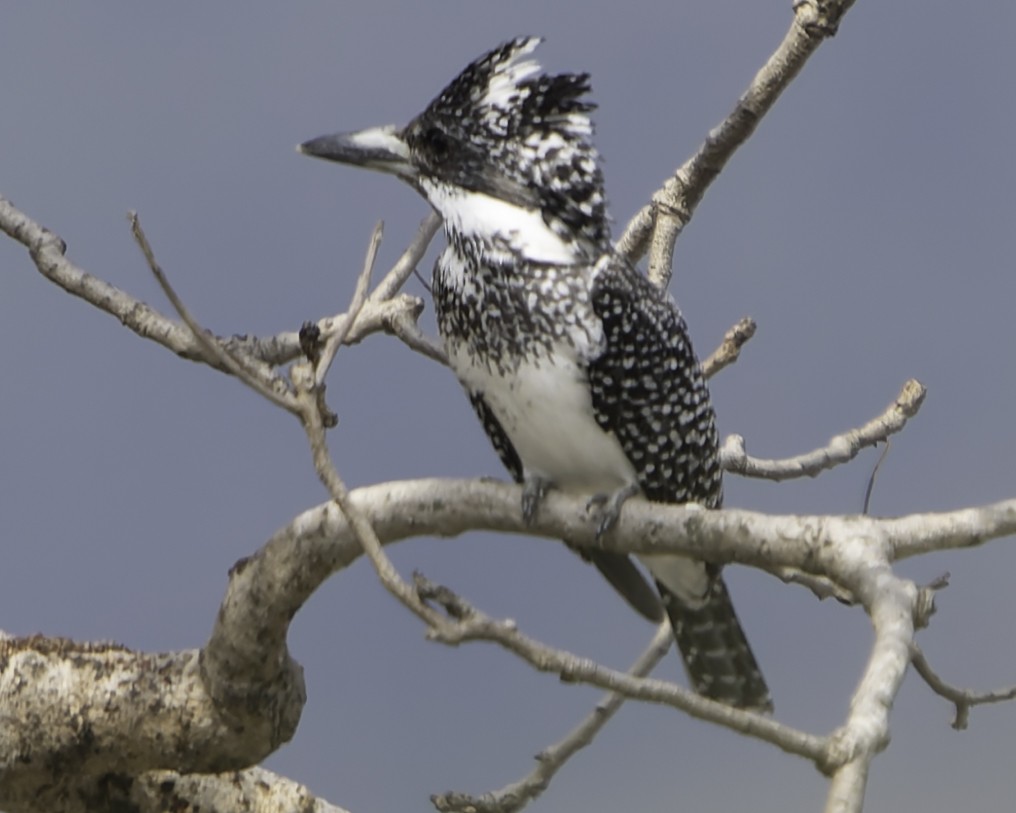 Crested Kingfisher - ML617847819