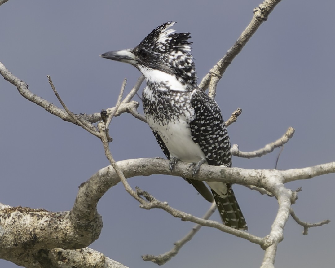 Crested Kingfisher - ML617847820