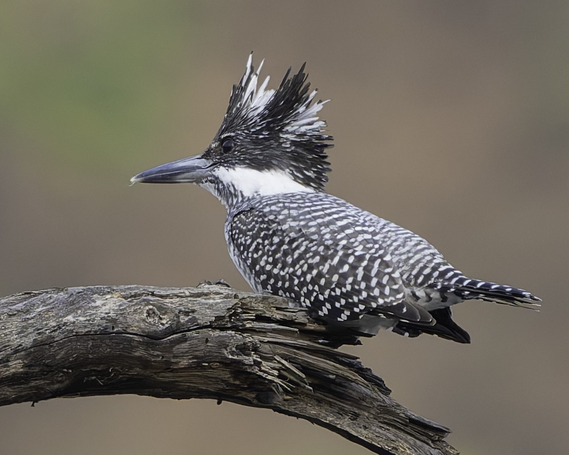 Crested Kingfisher - ML617847821