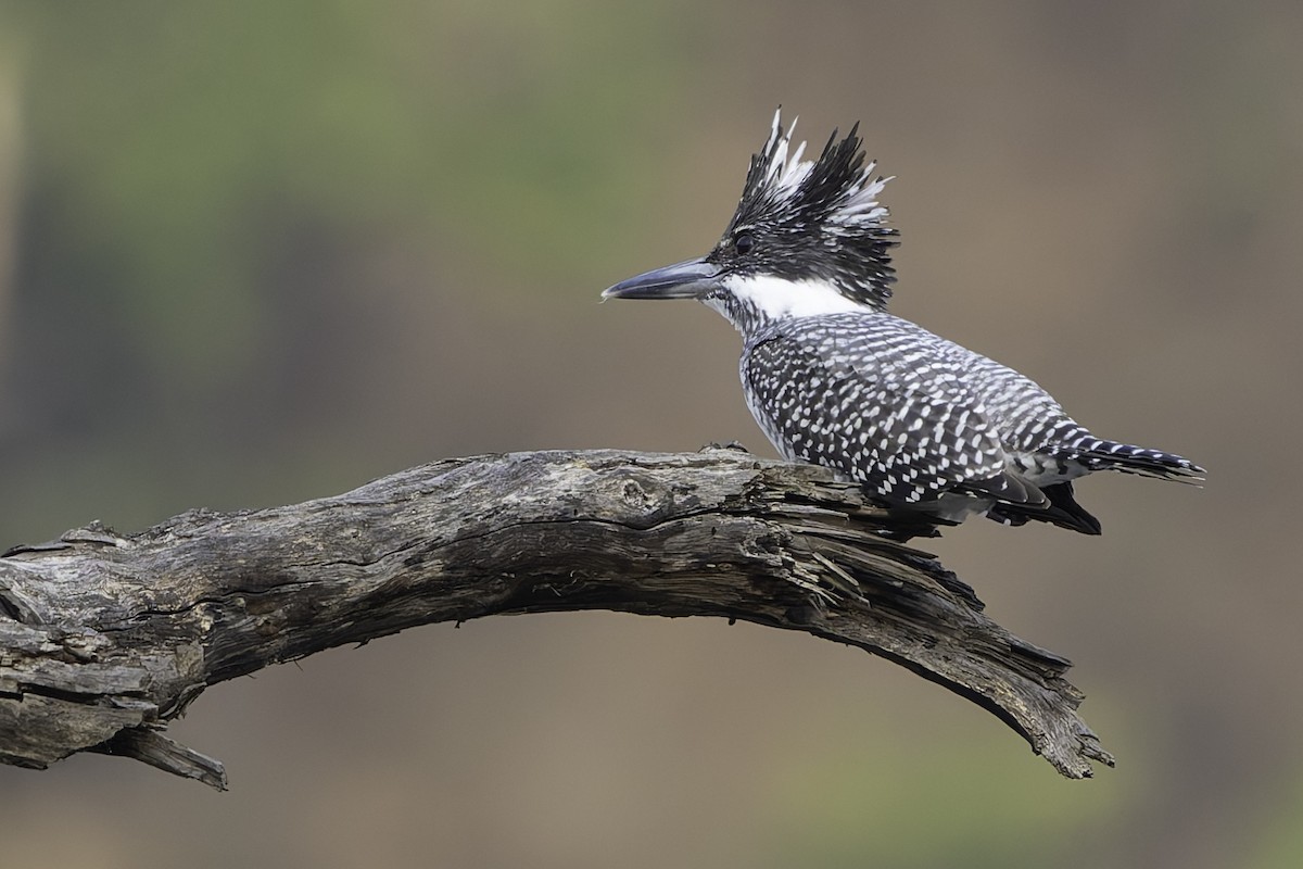 Crested Kingfisher - ML617847822
