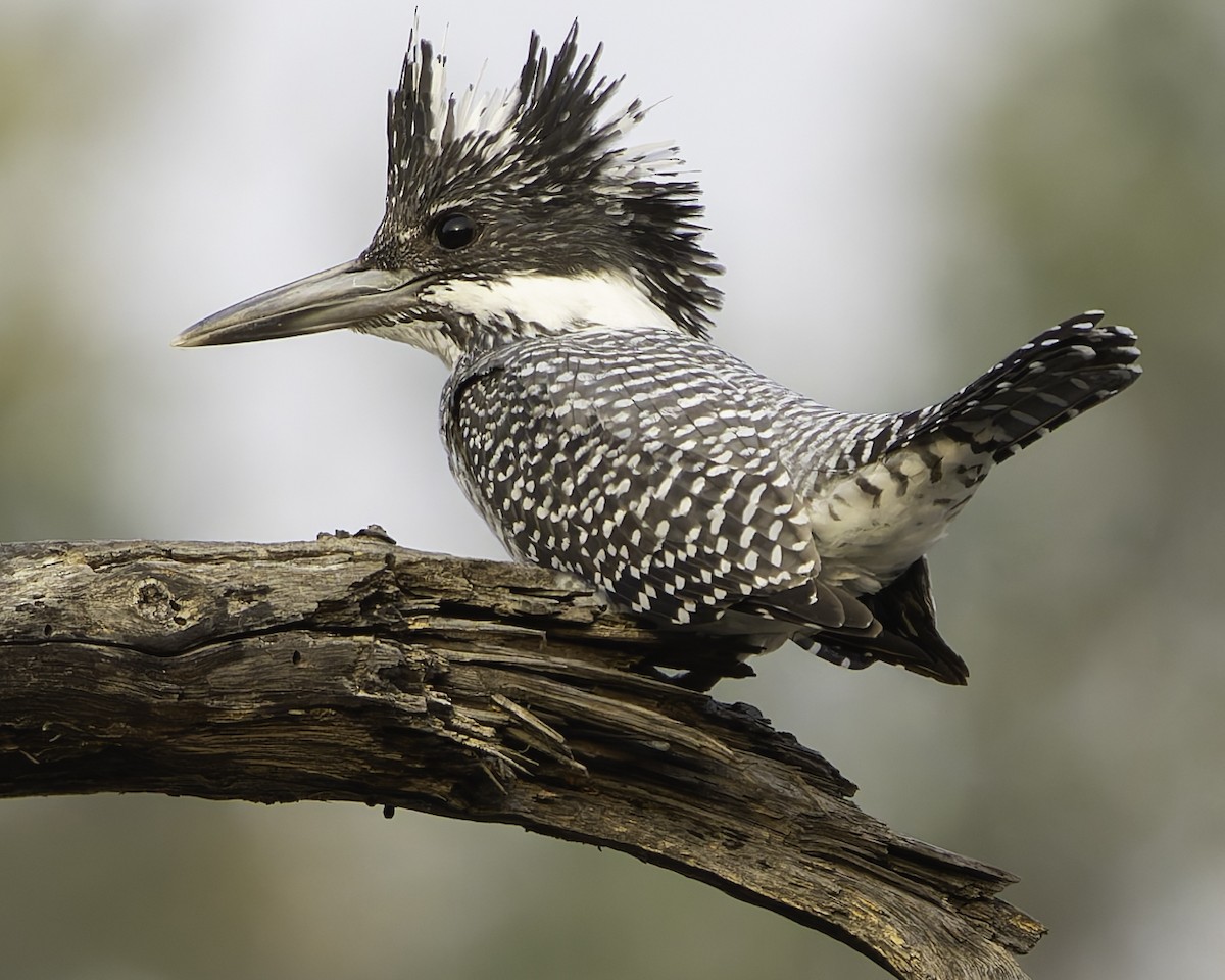 Crested Kingfisher - Grant Price