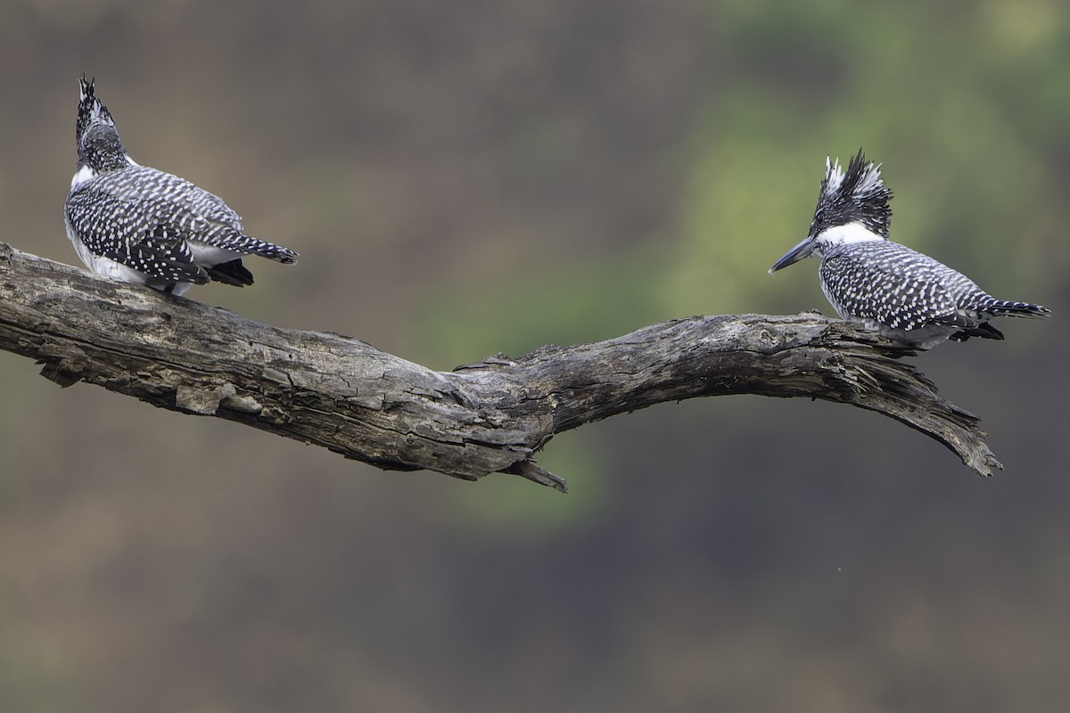 Crested Kingfisher - ML617847824