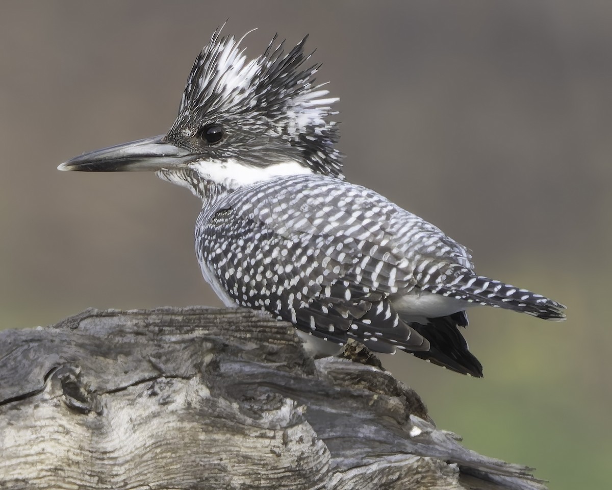 Crested Kingfisher - ML617847825