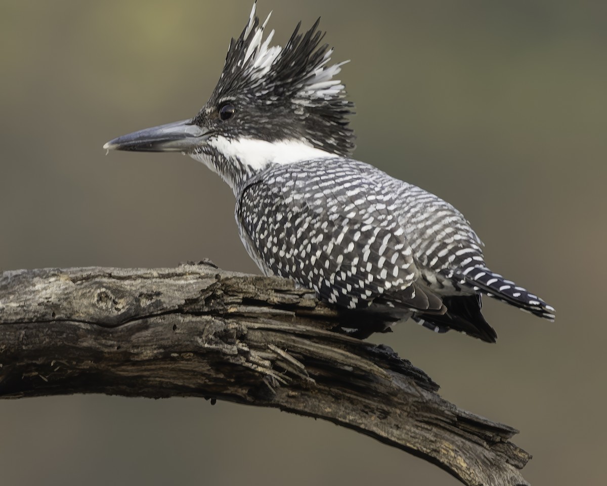 Crested Kingfisher - ML617847827