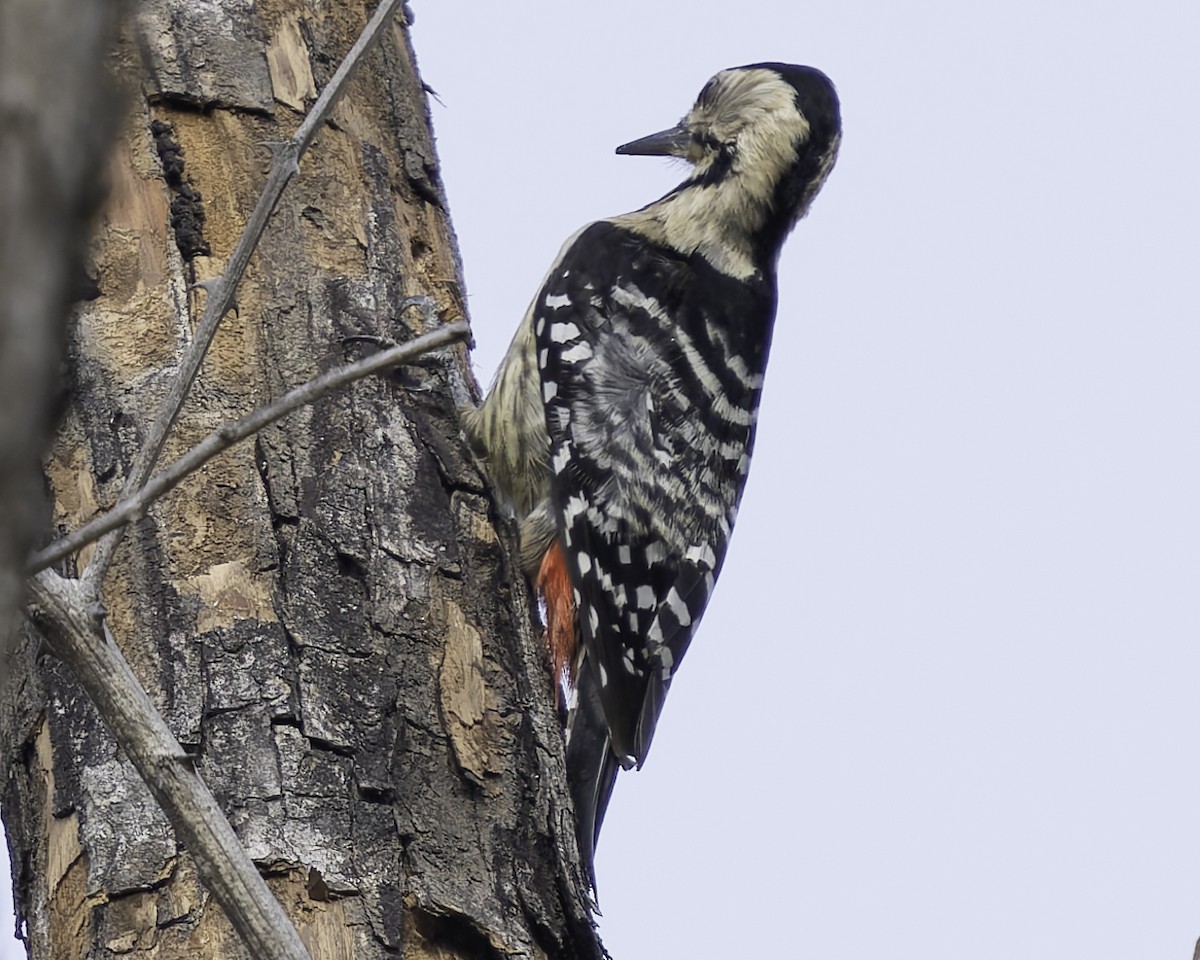 Fulvous-breasted Woodpecker - ML617847840