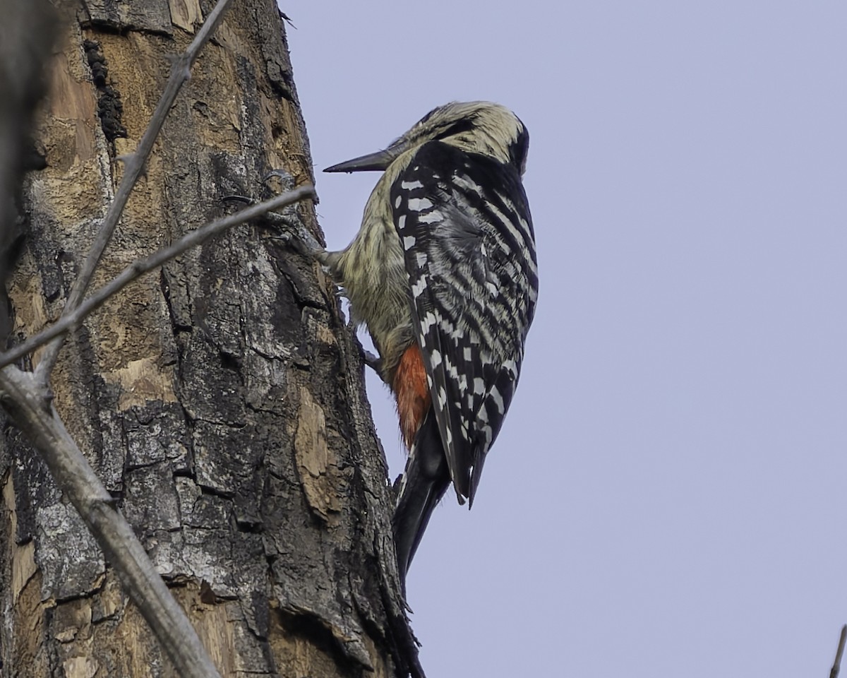 Fulvous-breasted Woodpecker - ML617847842
