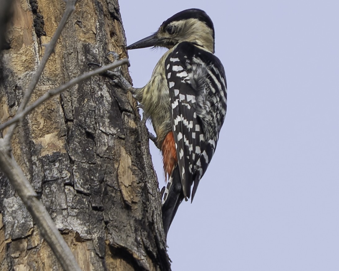 Fulvous-breasted Woodpecker - ML617847844