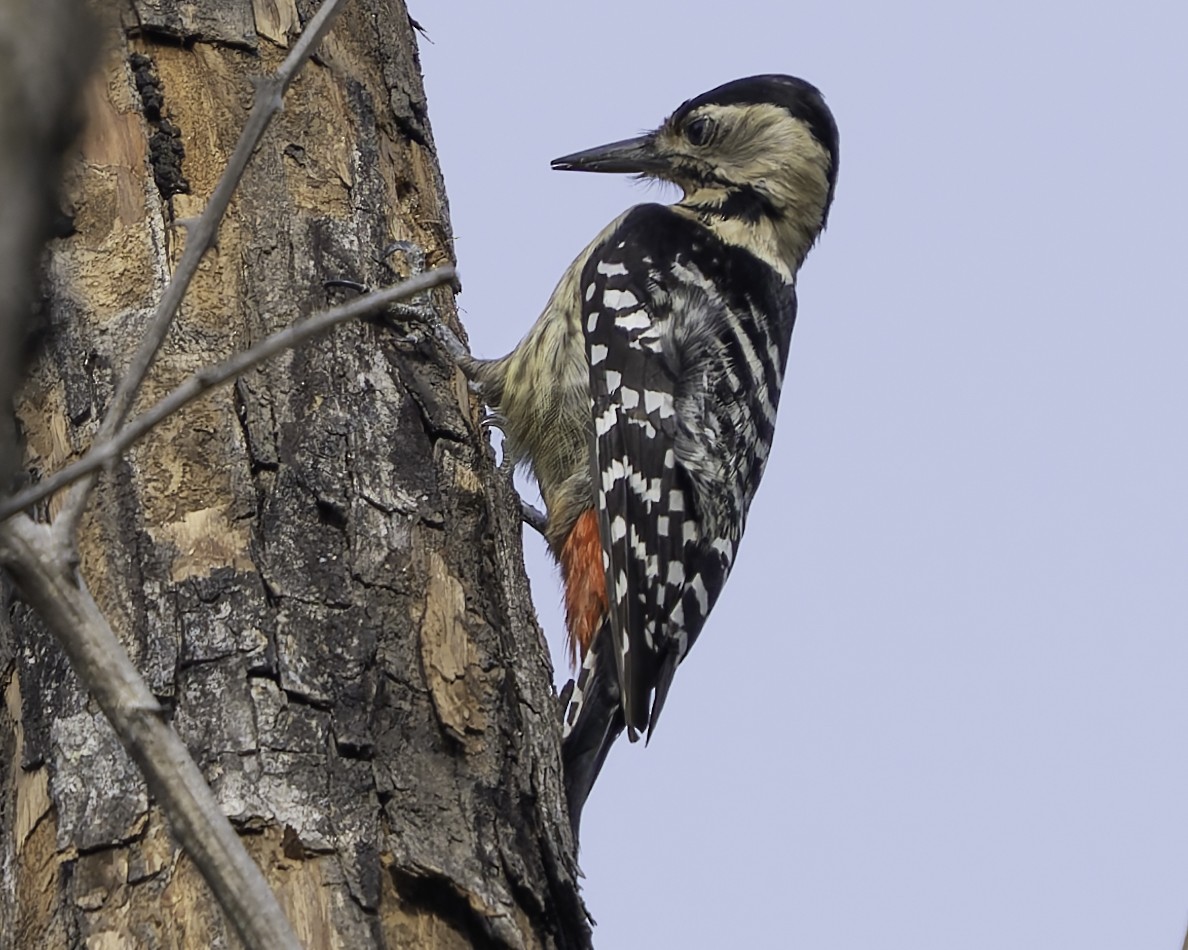 Fulvous-breasted Woodpecker - Grant Price