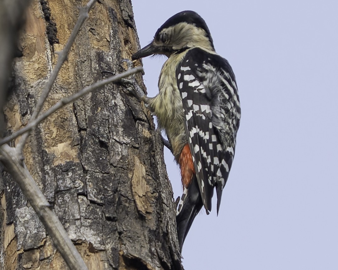 Fulvous-breasted Woodpecker - ML617847846