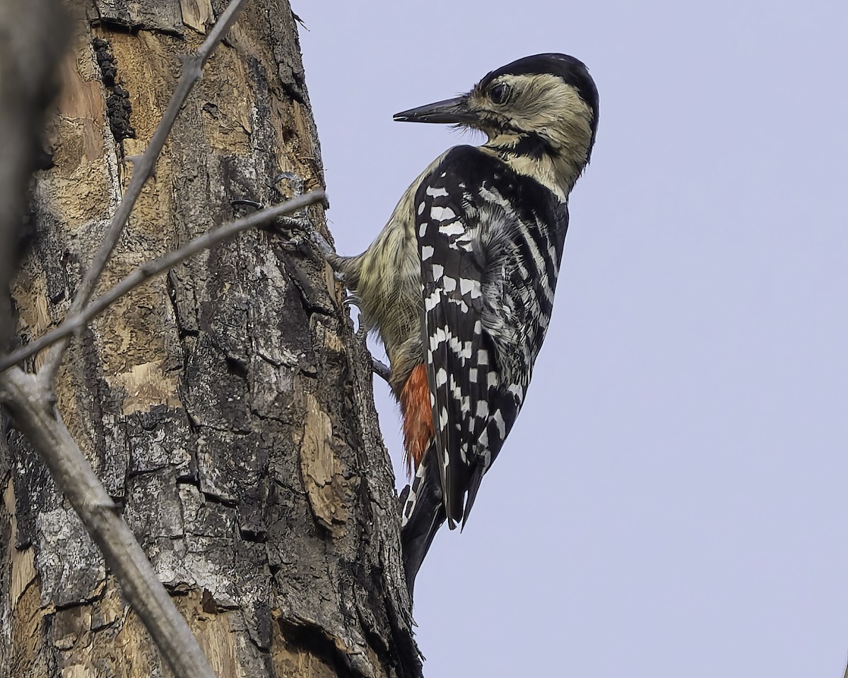 Fulvous-breasted Woodpecker - ML617847849