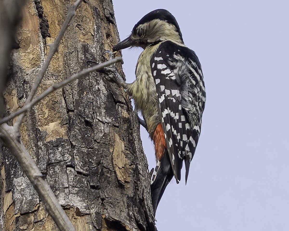 Fulvous-breasted Woodpecker - ML617847850