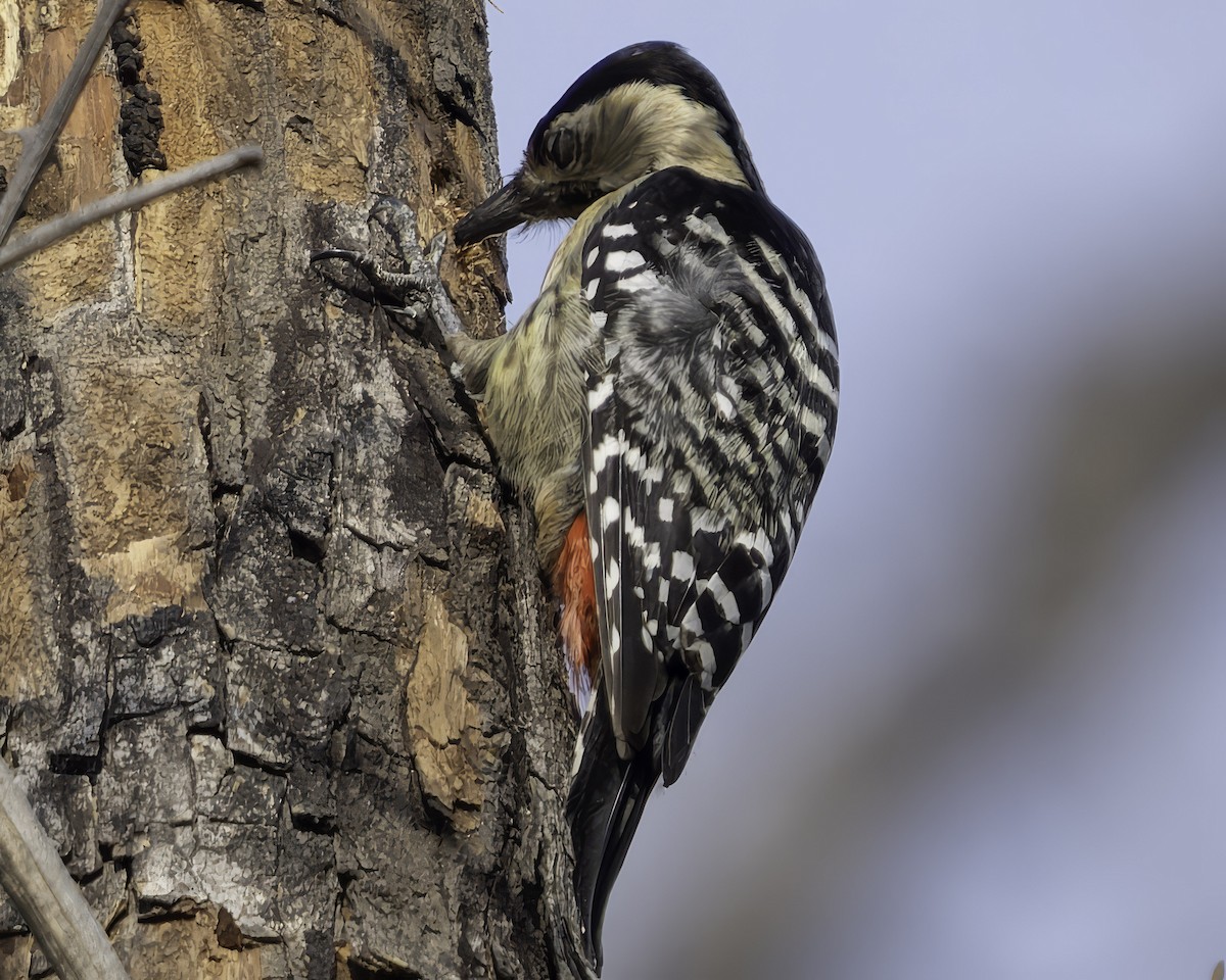 Fulvous-breasted Woodpecker - ML617847851