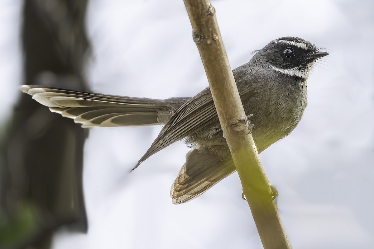 White-throated Fantail - ML617847871