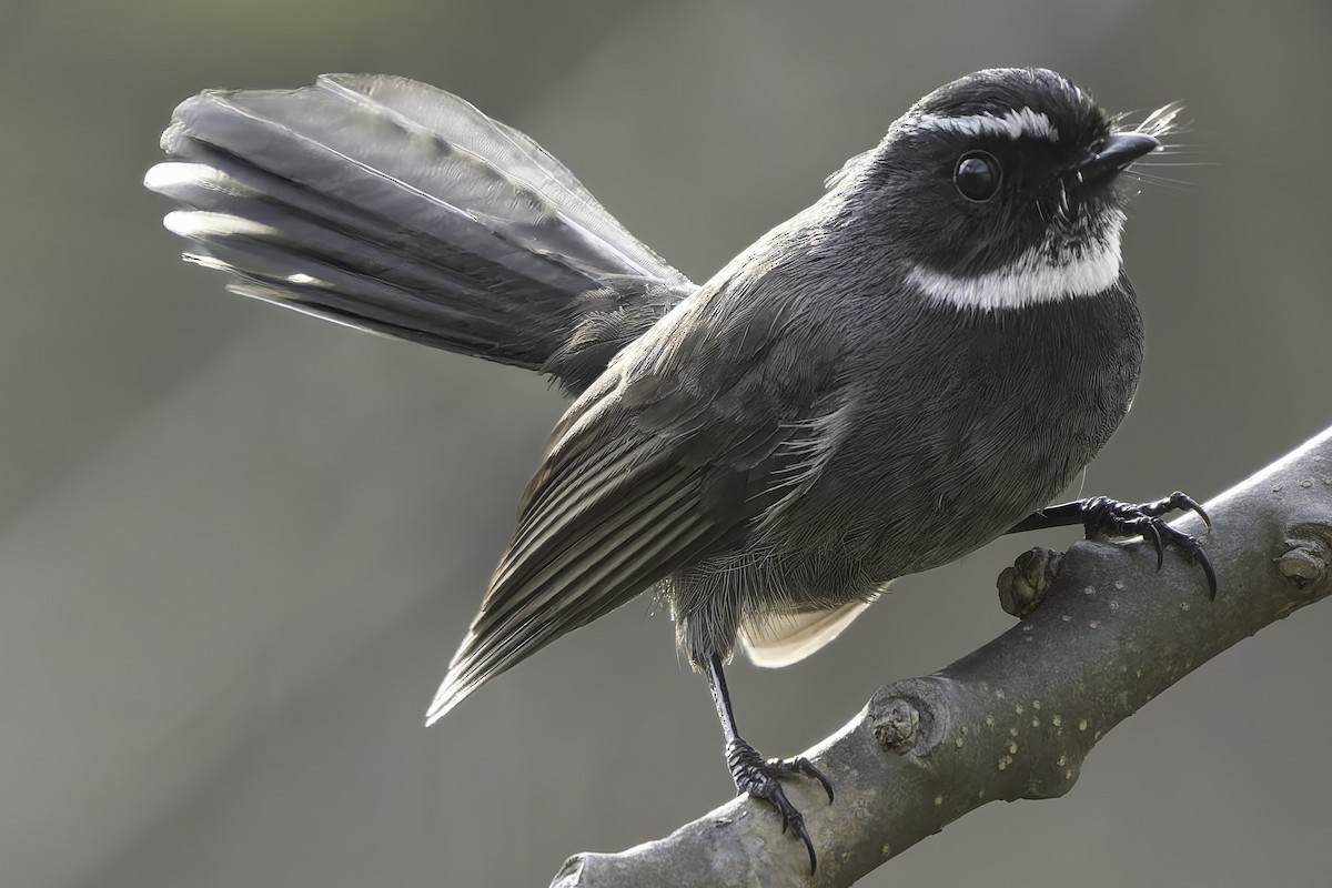 White-throated Fantail - Grant Price