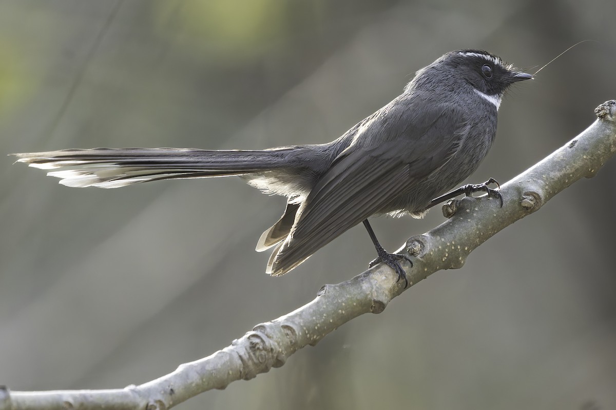 White-throated Fantail - ML617847875