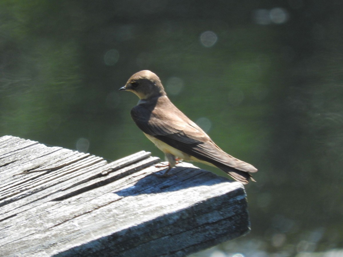 Northern Rough-winged Swallow - Milton Hobbs