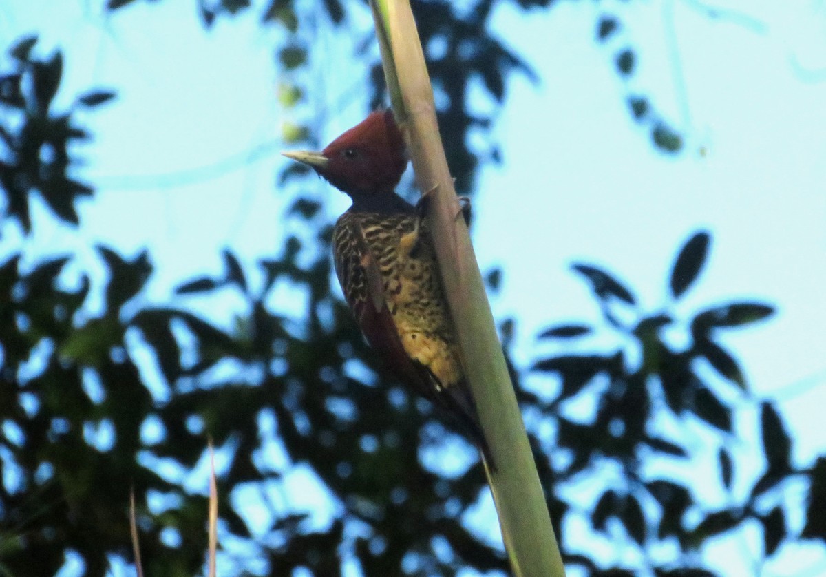 Rufous-headed Woodpecker - ML617847965