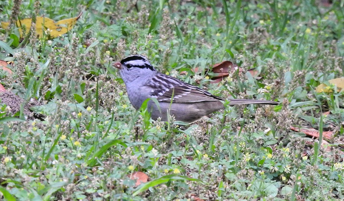 White-crowned Sparrow - ML617847968