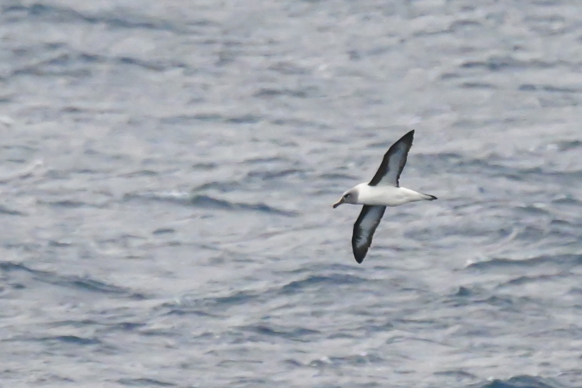 albatros šedohlavý - ML617847969