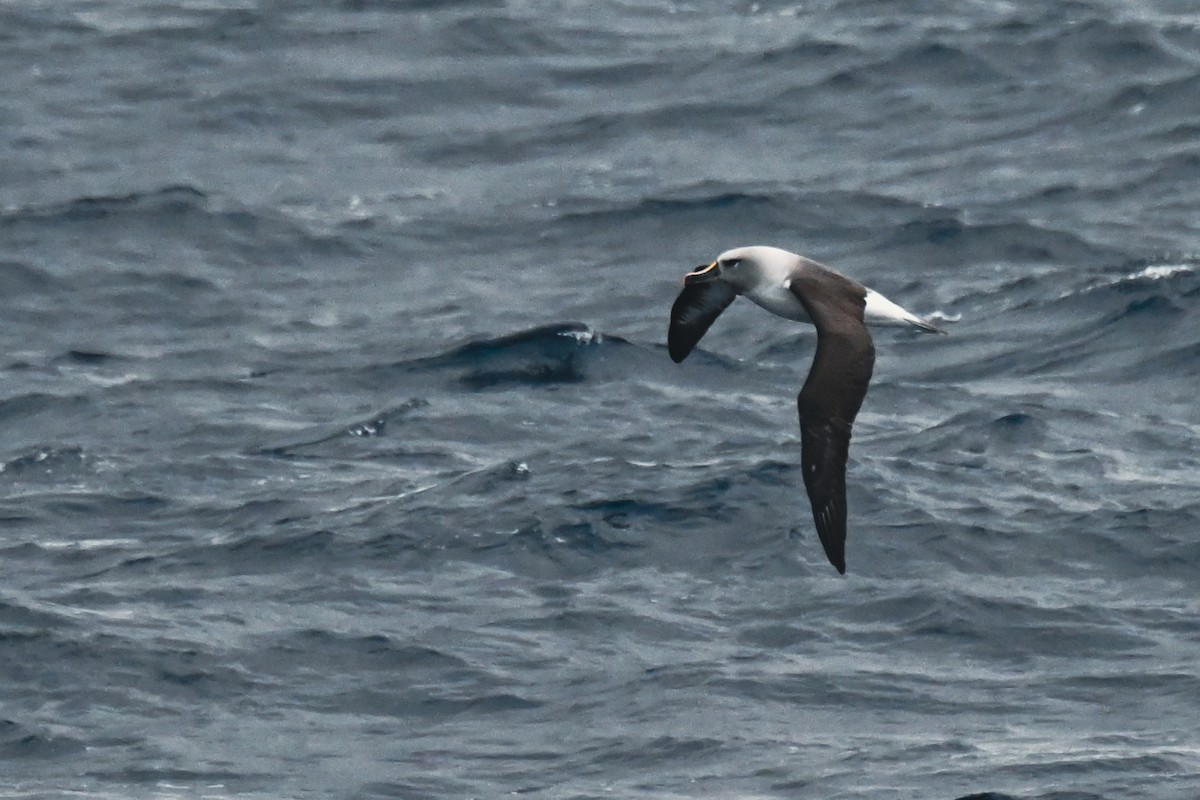 albatros šedohlavý - ML617847970