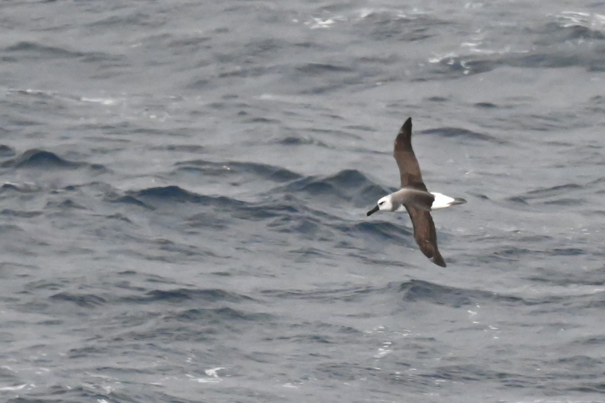 Gray-headed Albatross - ML617847971