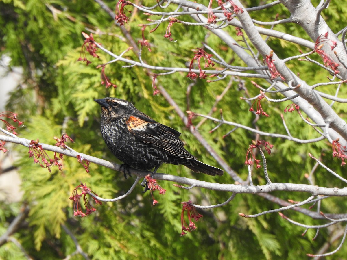 Red-winged Blackbird - Benjamin Laing