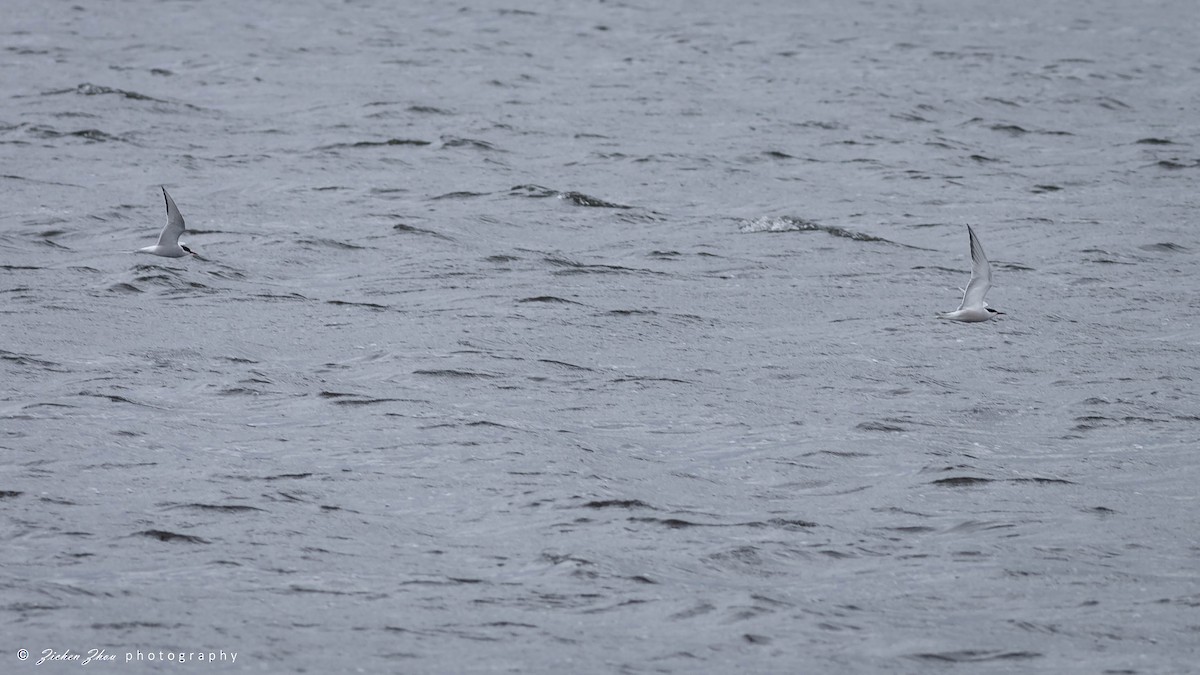 Arctic Tern - ML617848085