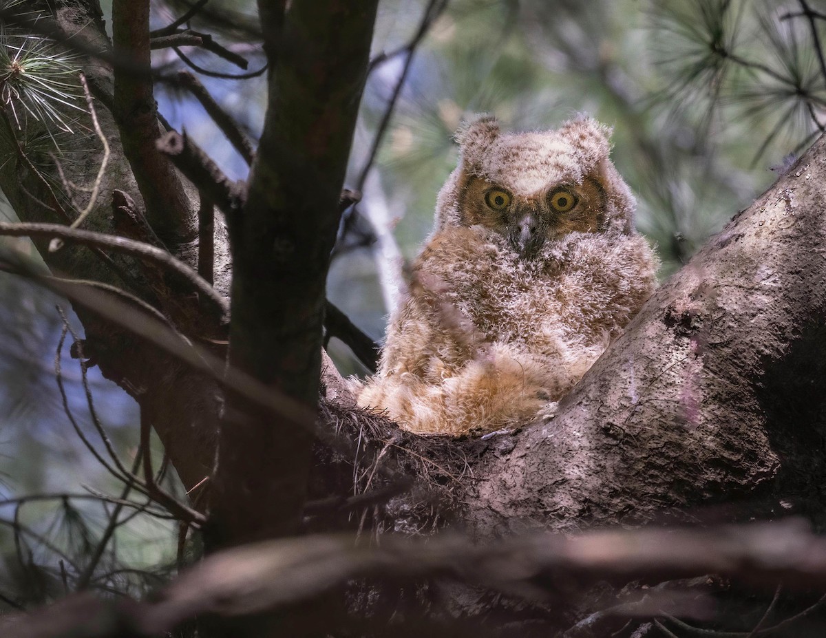 Great Horned Owl - ML617848086
