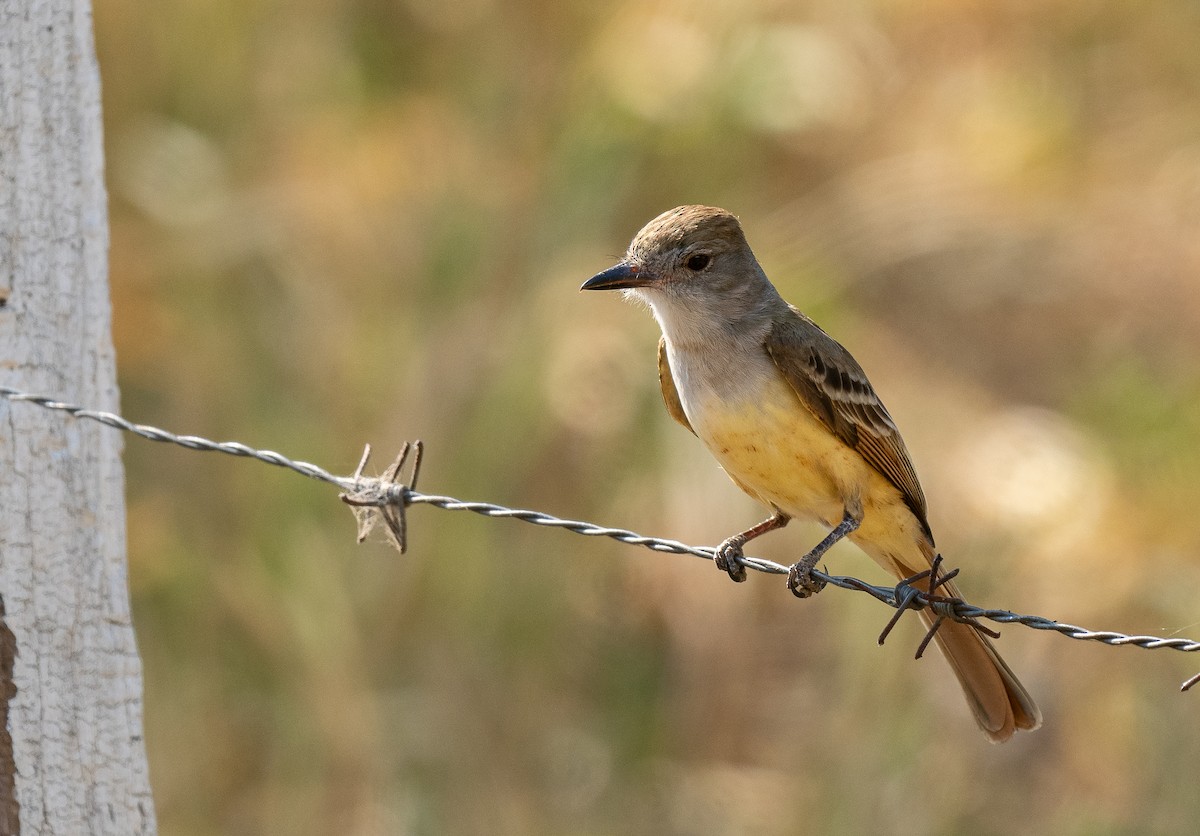 Brown-crested Flycatcher - Forest Botial-Jarvis
