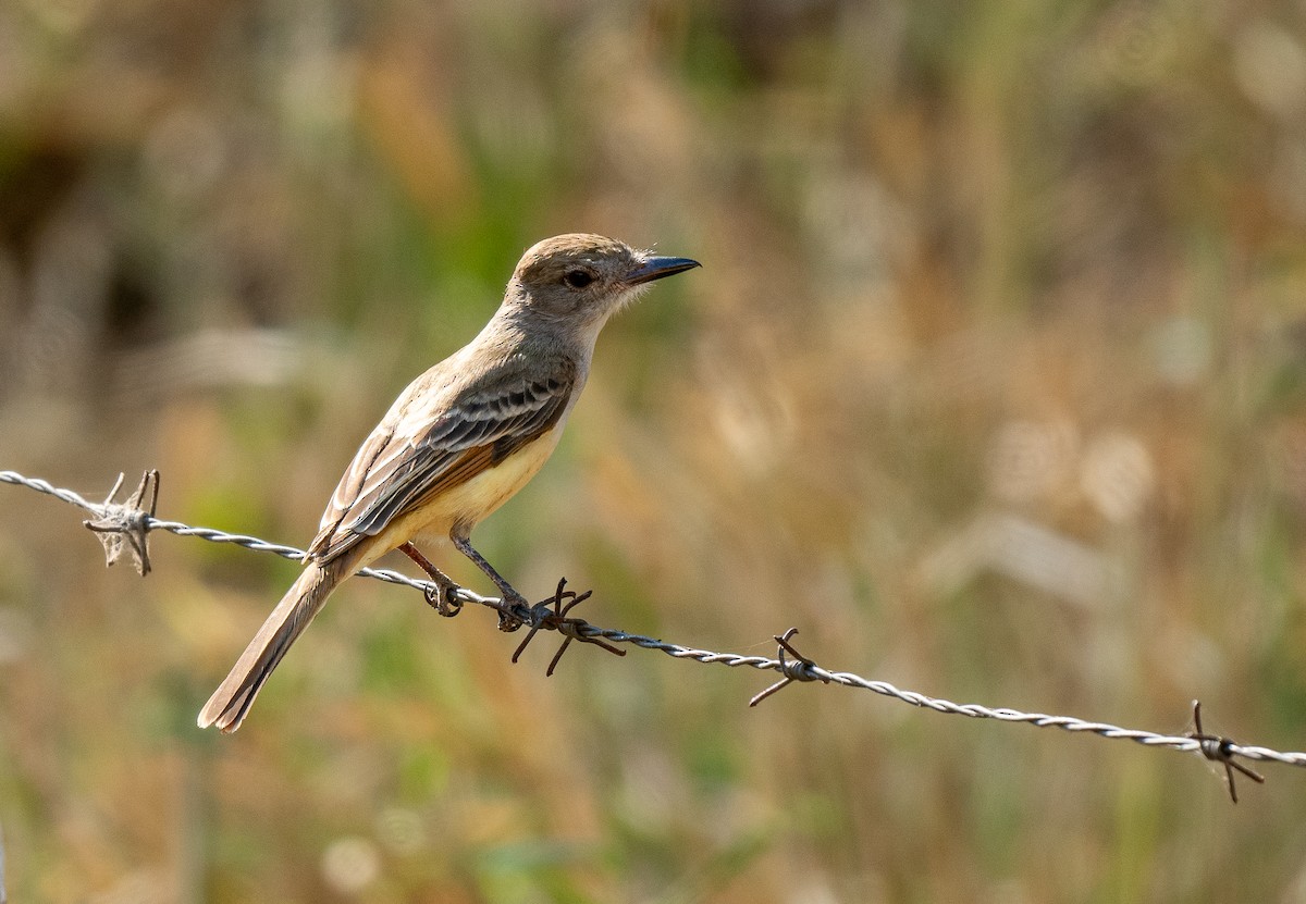 Brown-crested Flycatcher - Forest Botial-Jarvis