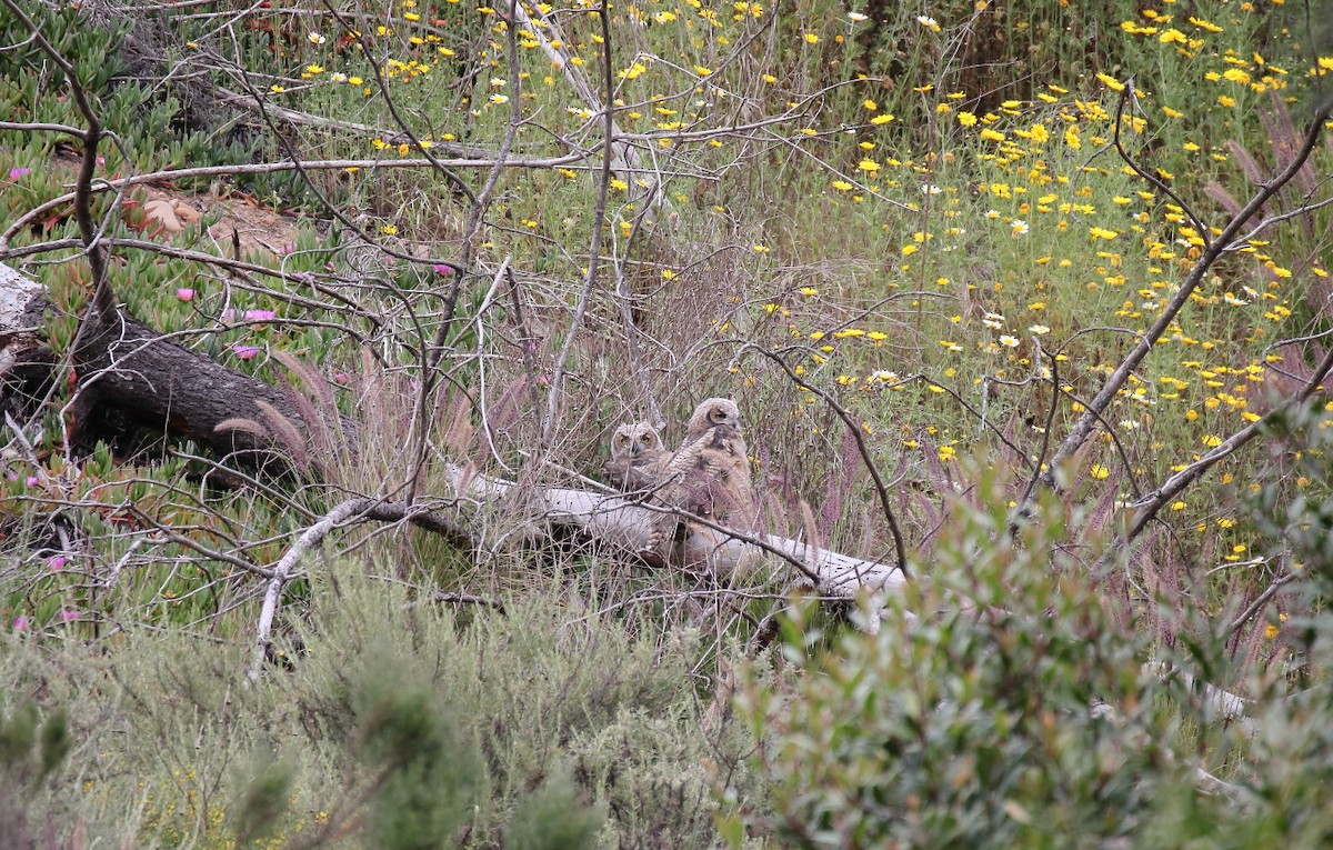 Great Horned Owl - ML617848117