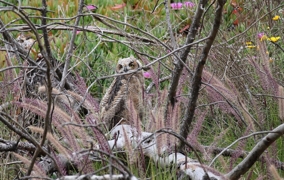 Great Horned Owl - ML617848131
