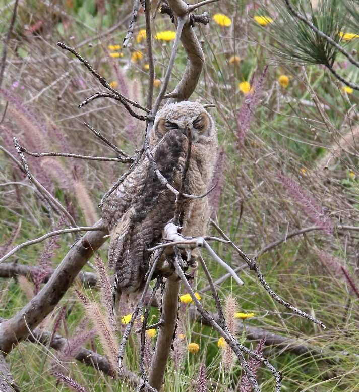 Great Horned Owl - ML617848161