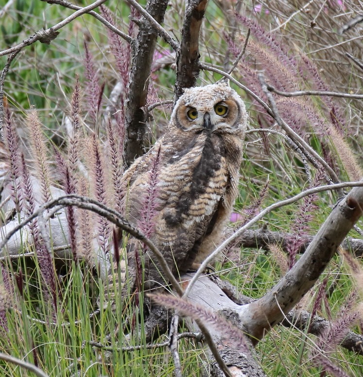 Great Horned Owl - ML617848171