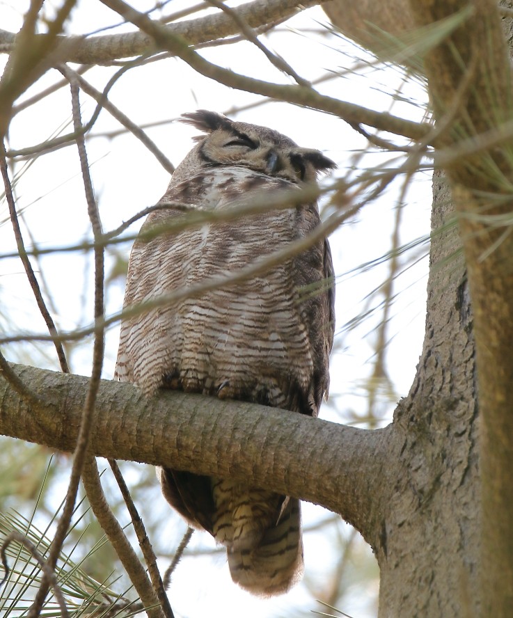Great Horned Owl - ML617848179