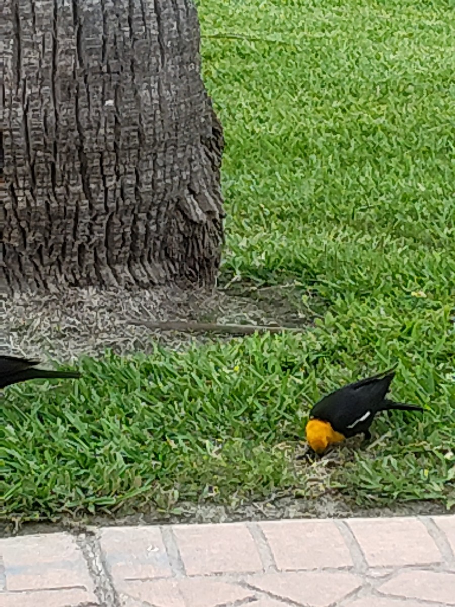 Yellow-headed Blackbird - ML617848185